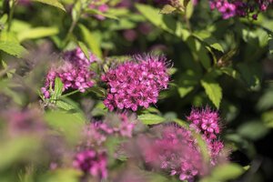 ANTHONY WATERER SPIREA 40 CM - image 6