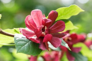 APHRODITE CALYCANTHUS SWEETSHRUB 60CM - image 1