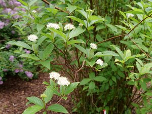 ARCTIC FIRE DOGWOOD 40CM