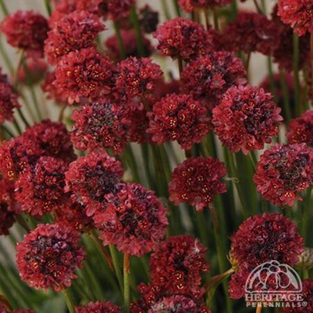 ARMERIA BALLERINA RED 4IN