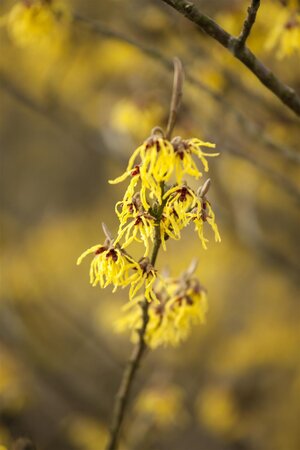 ARNOLD PROMISE WITCH HAZEL 150 CM BB  - image 1