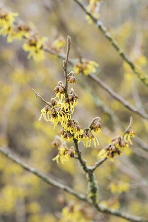 ARNOLD PROMISE WITCH HAZEL 150 CM BB  - image 5