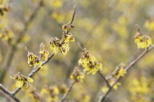 ARNOLD PROMISE WITCH HAZEL 150 CM BB  - image 3