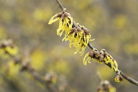 ARNOLD PROMISE WITCH HAZEL 150 CM BB  - image 4