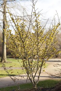 ARNOLD PROMISE WITCH HAZEL 40CM - image 2