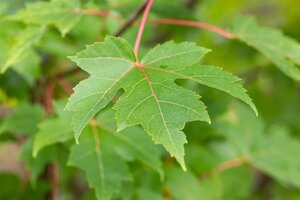 AUTUMN BLAZE MAPLE 300 CM LIGHT - image 4