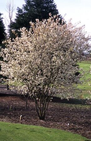 AUTUMN BRILLIANCE SERVICEBERRY 90 CM CLUMP