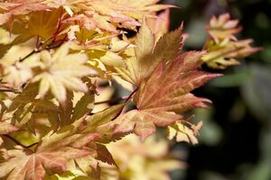 AUTUMN MOON JAPANESE MAPLE 110CM - image 4