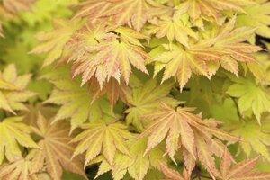 AUTUMN MOON JAPANESE MAPLE 110CM - image 5