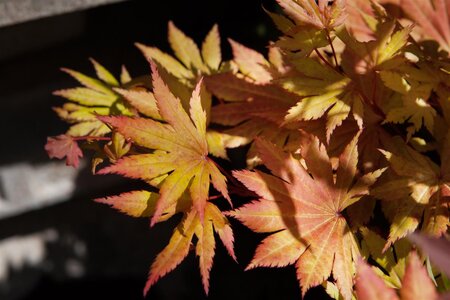 AUTUMN MOON JAPANESE MAPLE 110CM - image 1