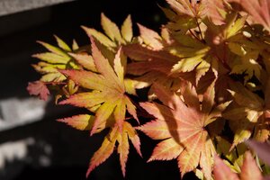 AUTUMN MOON JAPANESE MAPLE 110CM - image 1