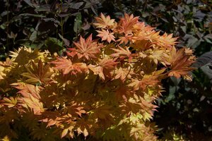 AUTUMN MOON JAPANESE MAPLE 110CM - image 3