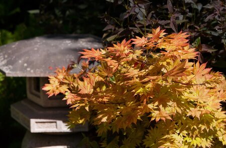 AUTUMN MOON JAPANESE MAPLE 110CM - image 2