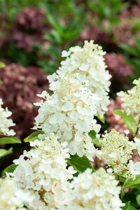 BABY LACE HYDRANGEA 30CM - image 4