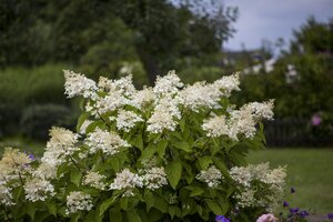 BABY LACE HYDRANGEA 30CM - image 1