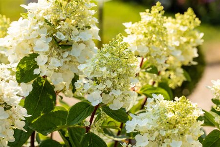 BABY LACE HYDRANGEA 30CM - image 2