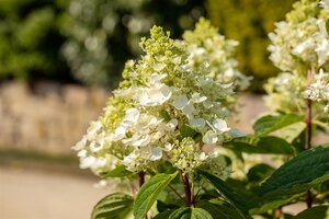 BABY LACE HYDRANGEA 30CM - image 3