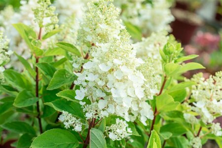 BABY LACE HYDRANGEA 30CM - image 5