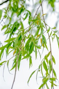 BABYLON WEEPING WILLOW 300CM - image 2