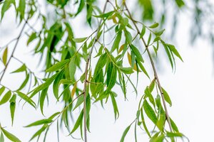 BABYLON WEEPING WILLOW 300CM - image 1