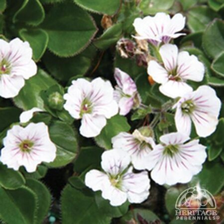 BABYS BREATH ALPINE 3IN