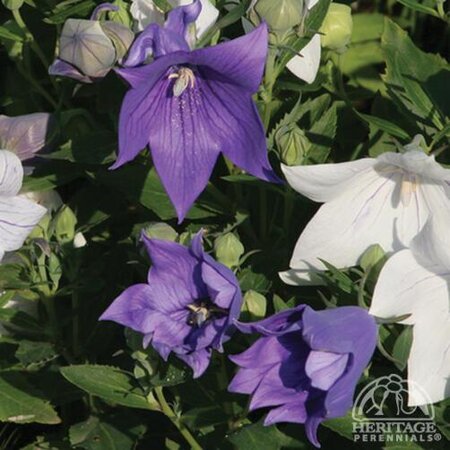 BALLOON FLOWER ASTRA BLUE 1G