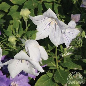 BALLOON FLOWER ASTRA WHITE 1G