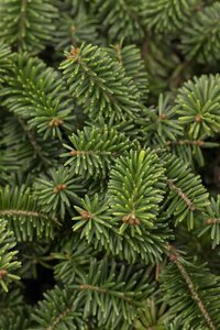 BALSAM FIR 100 CM (No warranty if put inside) - image 5