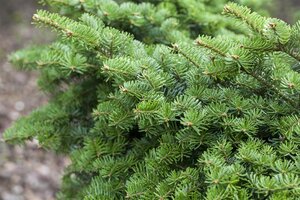 BALSAM FIR 100 CM (No warranty if put inside) - image 1