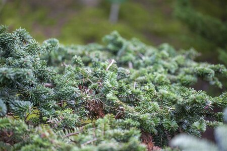 BALSAM FIR 100 CM (No warranty if put inside) - image 2