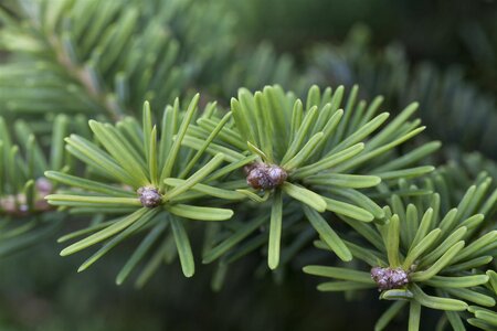 BALSAM FIR 100 CM (No warranty if put inside) - image 4