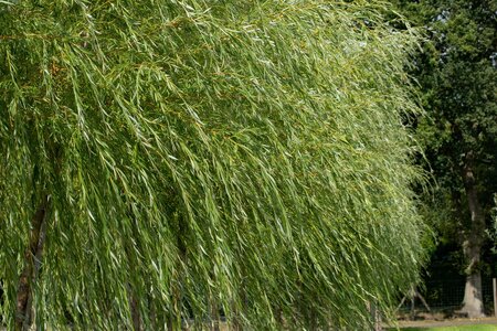 BASKET WILLOW 50CM (VIMINALIS) - image 1