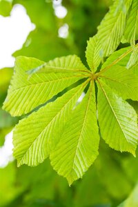 BAUMAN HORSE CHESTNUT 175CM - image 3