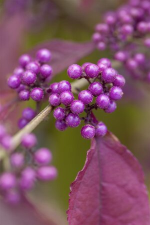 BEAUTY BERRY PROFUSION 2G - image 1