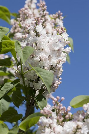 BEAUTY OF MOSCOW LILAC 40C - image 4