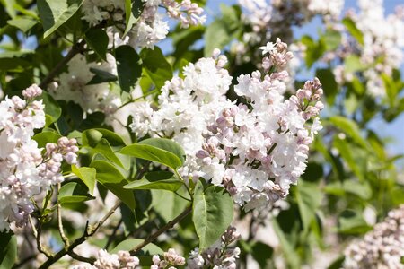 BEAUTY OF MOSCOW LILAC 40C - image 3