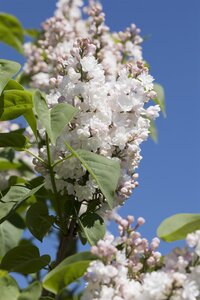 BEAUTY OF MOSCOW LILAC 70CM (Krasavitsa Moskvy) - image 4