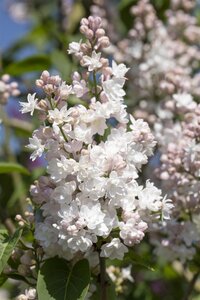 BEAUTY OF MOSCOW LILAC 70CM (Krasavitsa Moskvy) - image 5