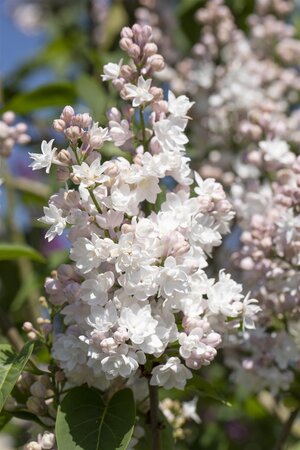 BEAUTY OF MOSCOW LILAC 70CM (Krasavitsa Moskvy) - image 5