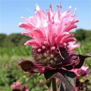 BEE BALM BEE-LIEVE 1G