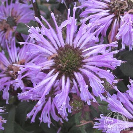 BEE BALM BLUE MOON 1G