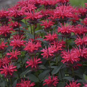 BEE BALM RED VELVET UPSCALE SERIES 1G