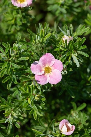 BELLA BELLISSIMA POTENTILLA 20CM - image 4