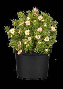 BELLA BELLISSIMA POTENTILLA 20CM - image 2