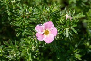 BELLA BELLISSIMA POTENTILLA 20CM - image 3