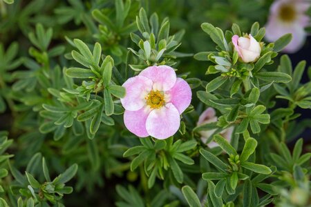 BELLA BELLISSIMA POTENTILLA 20CM - image 5