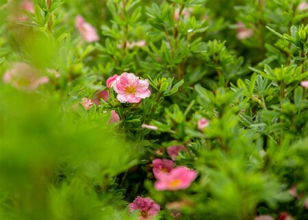 BELLA BELLISSIMA POTENTILLA 20CM - image 1