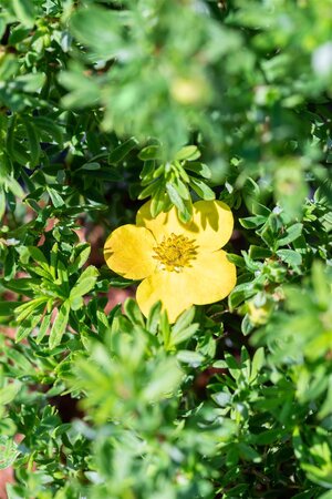 BELLA SOL POTENTILLA 30 CM - image 5