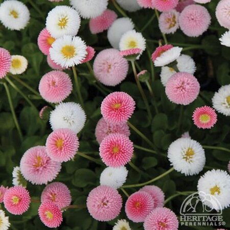 BELLIS POMPONETTE MIX 3INCH