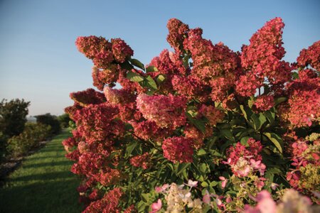 BERRY WHITE HYDRANGEA PANICULATA 40CM